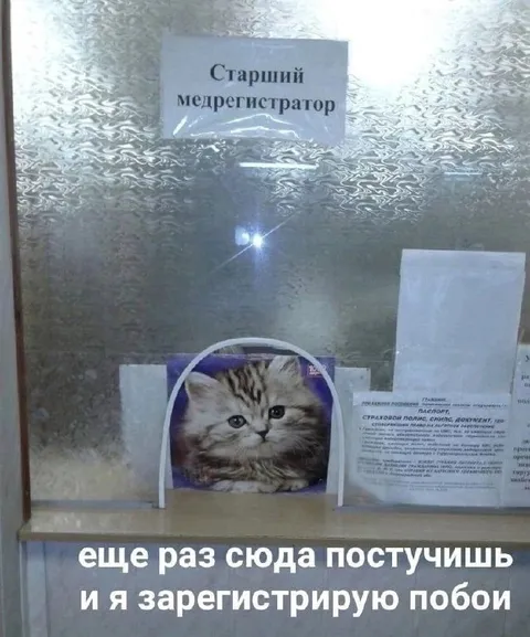 Кот-медрегистратор угрожает побоями