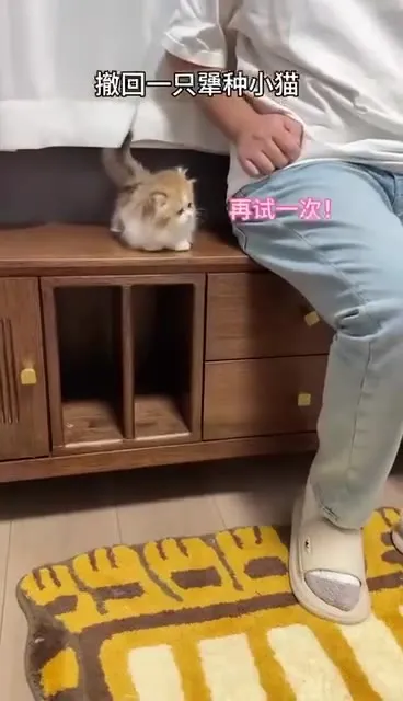 撤回一只蠢种小猫