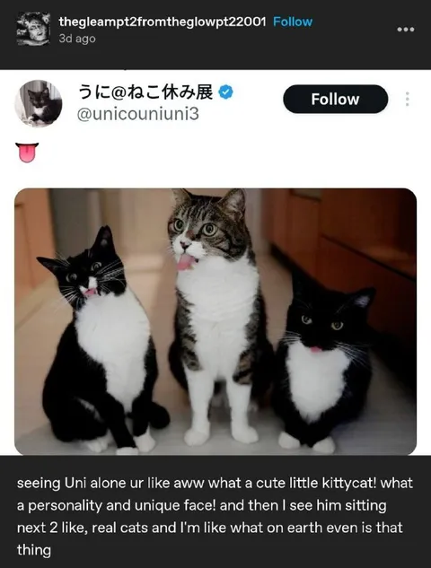 Uni Compared to Real Cats
