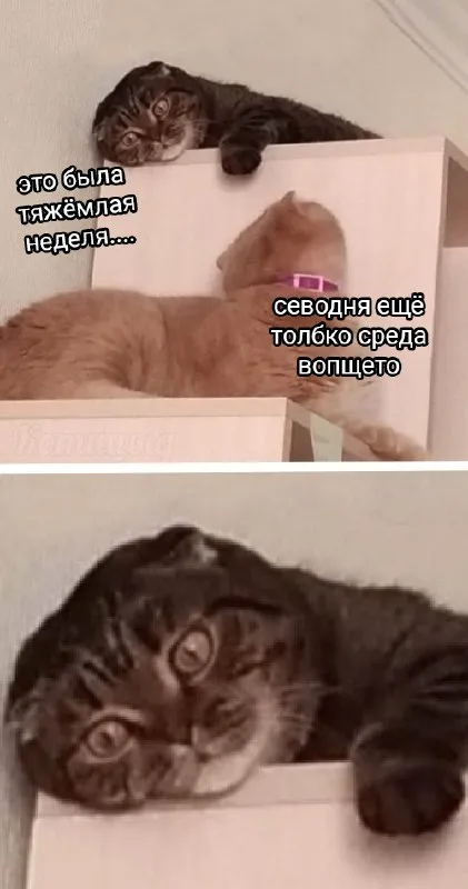 Тяжёлая неделя, а ещё среда