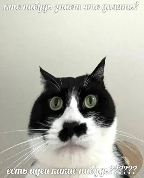 Кот не знает что делать