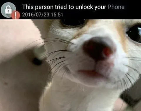Cat Tried to Unlock Your Phone
