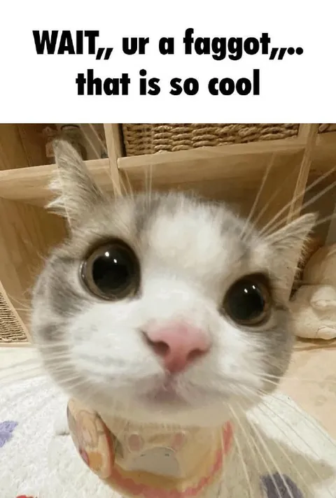 Wait, your cat is so cool