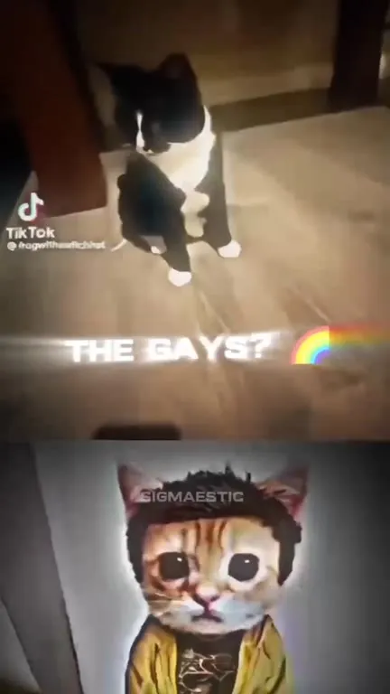 Cat Gets Called Homophobic