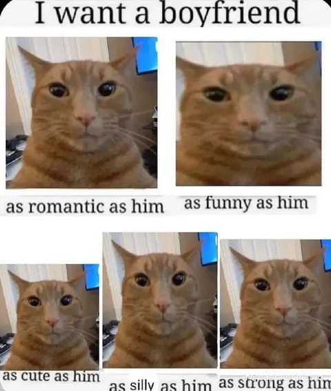 I Want a Boyfriend Like This Cat