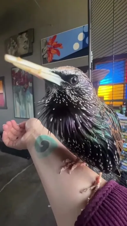 Bird Waits for the Signal