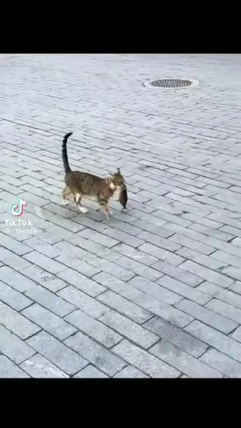 Кот несёт огромную рыбу