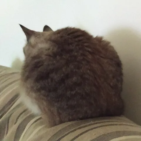 Кот отвернулся и сидит