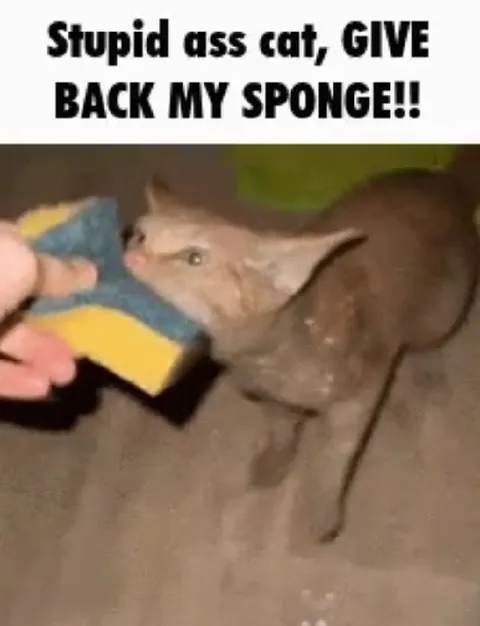 Cat Steals the Sponge