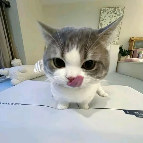 Cat Licking Its Nose