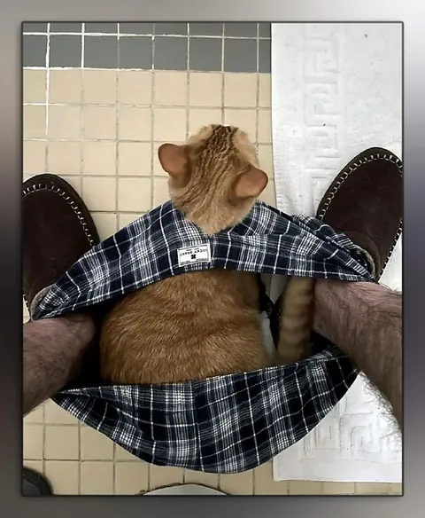 Кот в импровизированной люльке