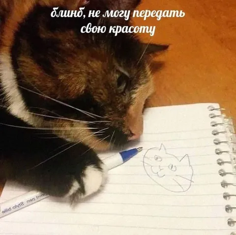 Кот не может передать красоту