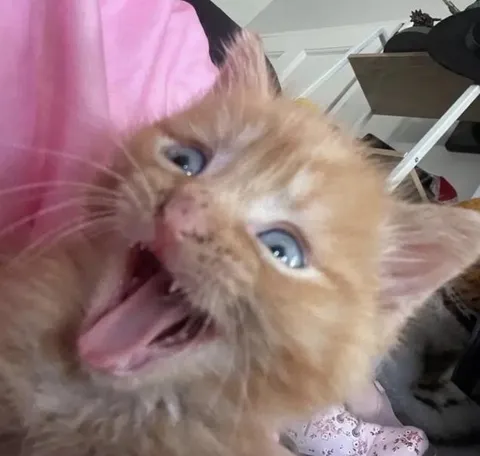 Орущий рыжий котёнок