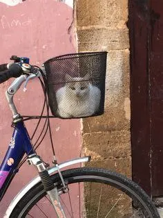 Кот в велосипедной корзине