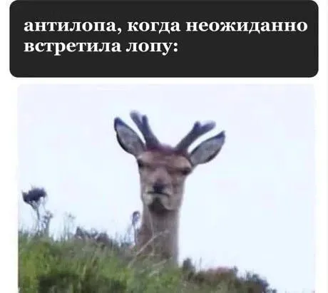 Антилопа встретила лопу