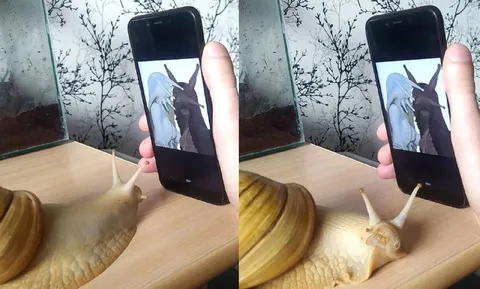 Улитка смотрит в телефон