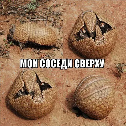Броненосец и соседи сверху