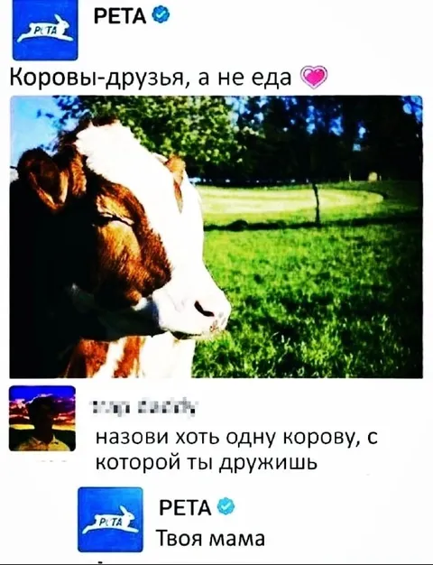 Коровы-друзья, а не еда