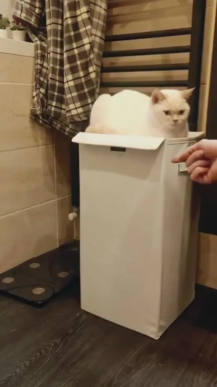 Кот исчезает из корзины