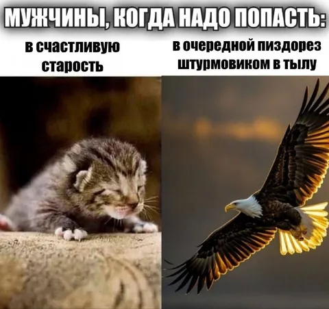 Котёнок или штурмовик в тылу