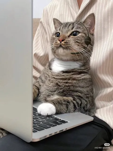 Кот работает за ноутбуком