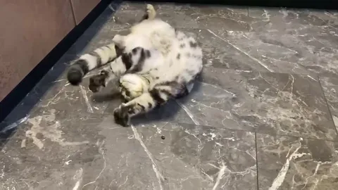 Кот играет с кофейным зернышком