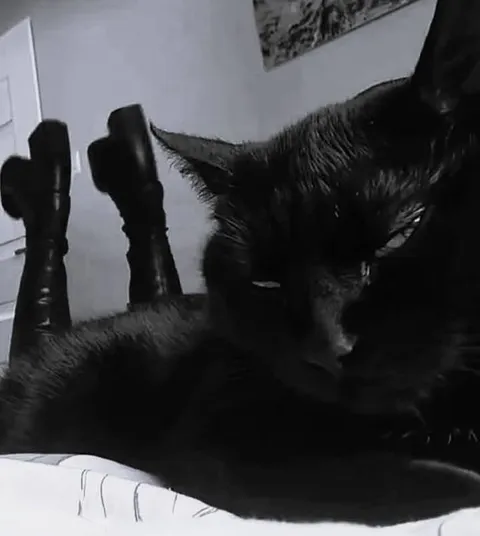 Мрачный чёрный кот