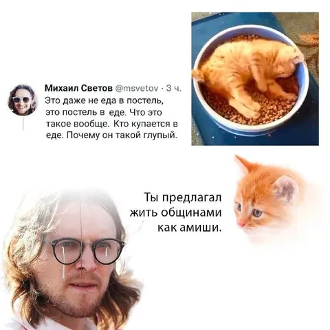 Кот купается в еде