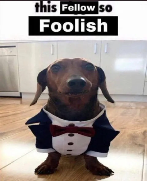 This Fellow So Foolish Dog