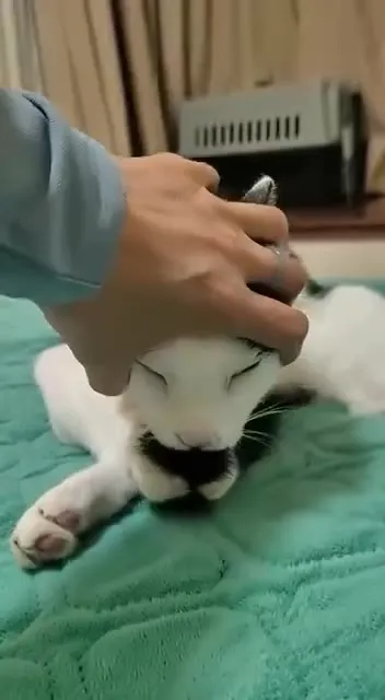 Кот мурлычет и засыпает