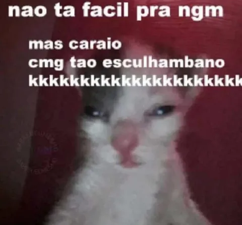 Gato ouvindo desaforo