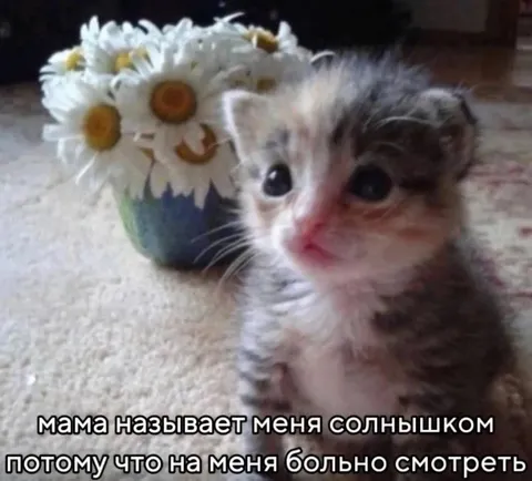Котёнок-солнышко, на которого больно смотреть