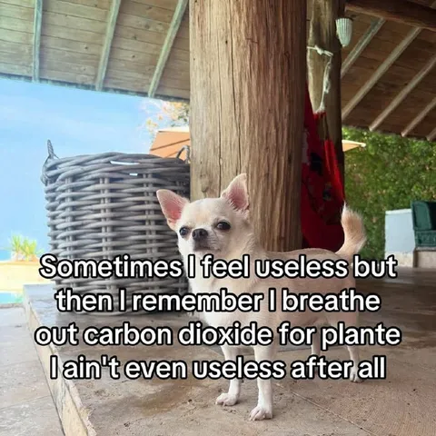 Not Completely Useless Dog