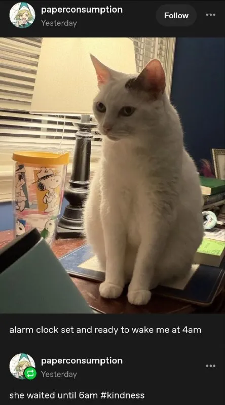 Cat Waited Until Six