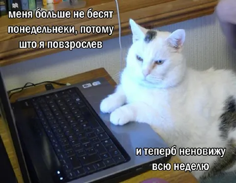 Кот больше не бесится по понедельникам