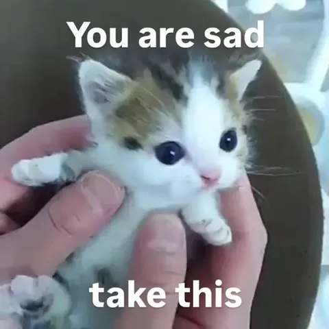 You Are Sad Take This Kitten