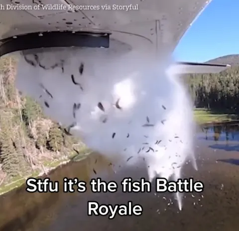 Fish Battle Royale