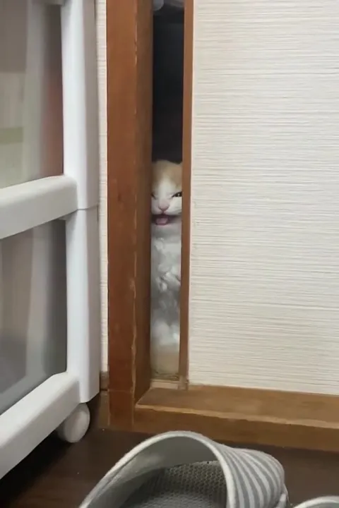 Кот выглядывает из щели