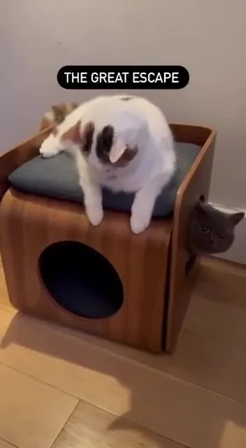 The Great Cat Escape