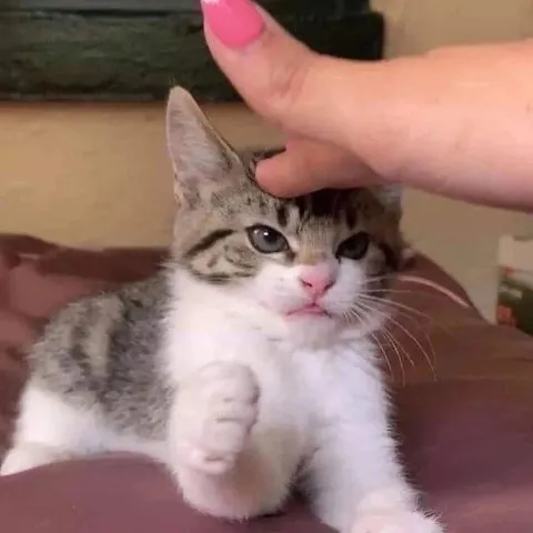 Сердитый котёнок под рукой