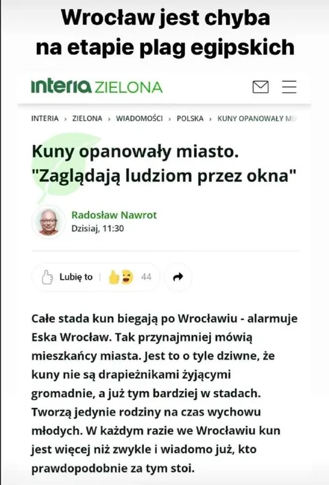Kuny opanowały Wrocław