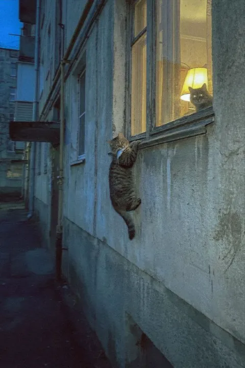 Кот лезет в чужое окно