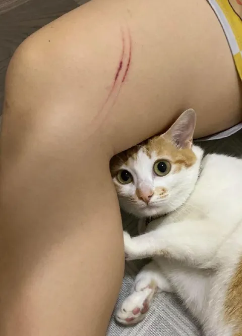 Кот прячется под ногой