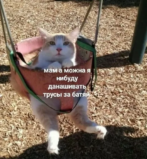Кот просит не донашивать трусы