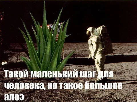 Большое алоэ на Луне