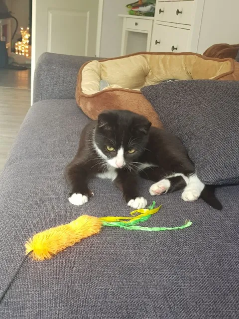 Кот, который устал играть