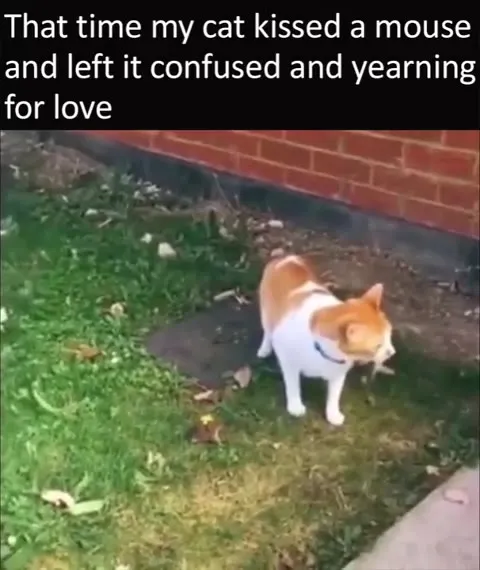 Cat Leaves Mouse Yearning for Love