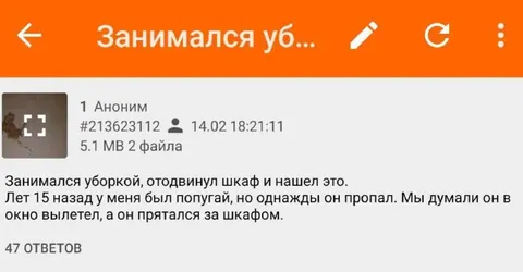 Попугай нашёлся за шкафом