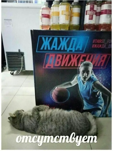 Коту не хватает движения