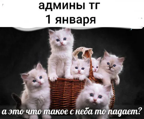 Котята не понимают снег